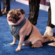 Doug The Pug
